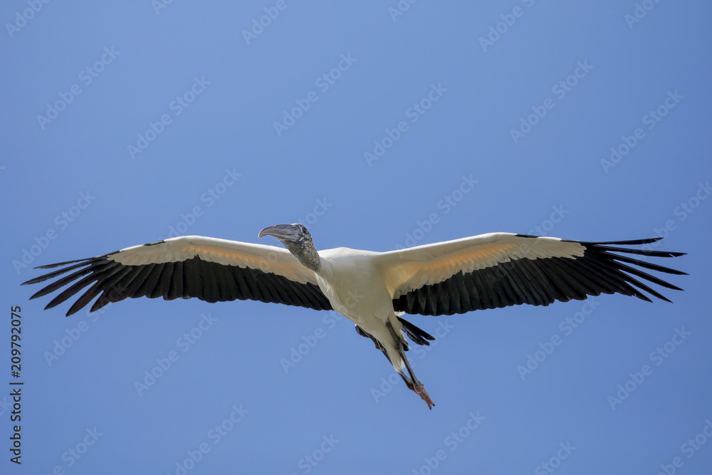 Obraz premium Wood Stork in Flight (Mycteria americana)