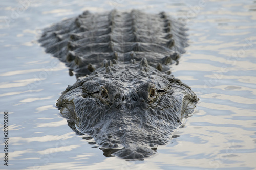 Close-up of a Large Male Alligator