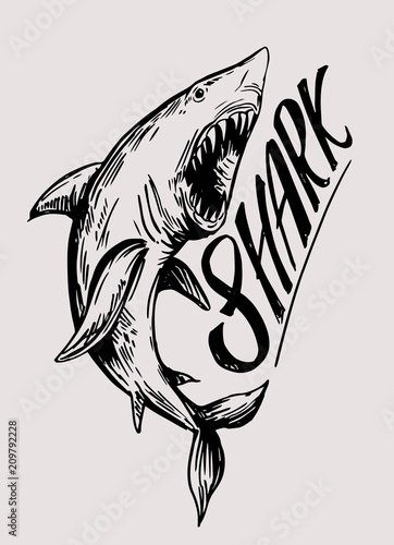 Shark sketch