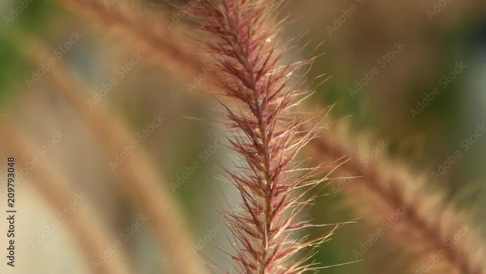 Grass ear spikes at the sunset. Spikelets are flying in the wind against the sun at sunset. Vertical format video. Grass ear spikes at the sunset. Spikelets are flying in the wind against the sun at sunset. Vertical format video.