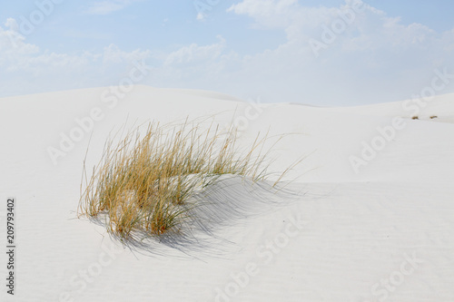 Fototapeta Naklejka Na Ścianę i Meble -  White sand dunes and grasses