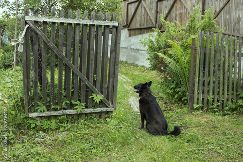 A dog sits at an open wooden gate and waits