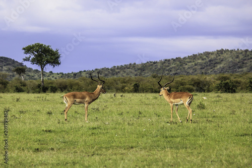 Two Impalas Facing Each Other in the African Savannah of the Masai Mara National Reserve in Kenya