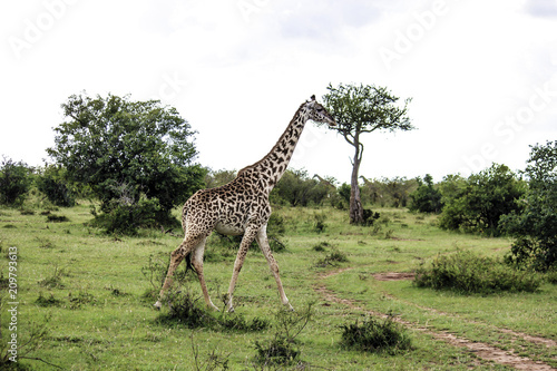 Female Giraffe Walking with Safari Jeep Tracks in the Grass in the African Savannah of the Masai Mara National Reserve in Kenya