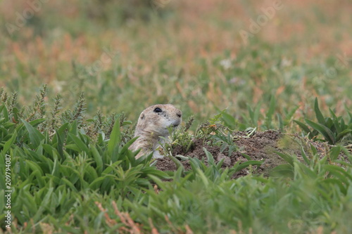 Black Tailed Prairie Dog, First Peoples Buffalo Jump State Park Montana photo