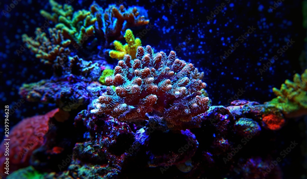 Fototapeta premium Bushy Acropora SPS Coral in saltwater reef aquarium tank