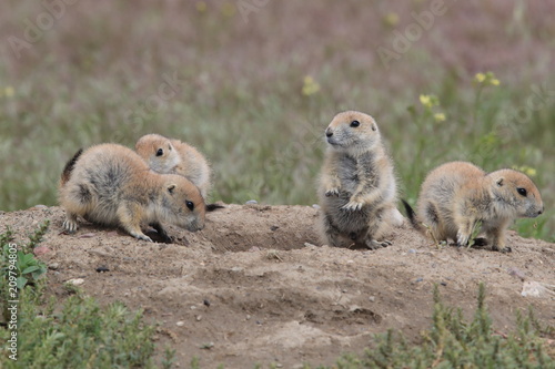 Black Tailed Prairie Dog, First Peoples Buffalo Jump State Park Montana photo