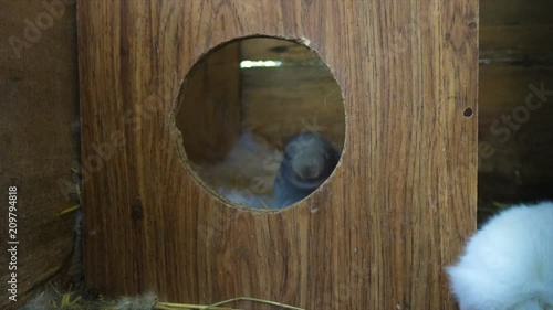 little rabbits family sitting at the cage