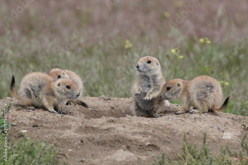 Black Tailed Prairie Dog, First Peoples Buffalo Jump State Park Montana photo