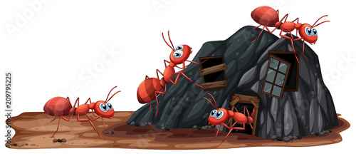 Worker Ants on White Background