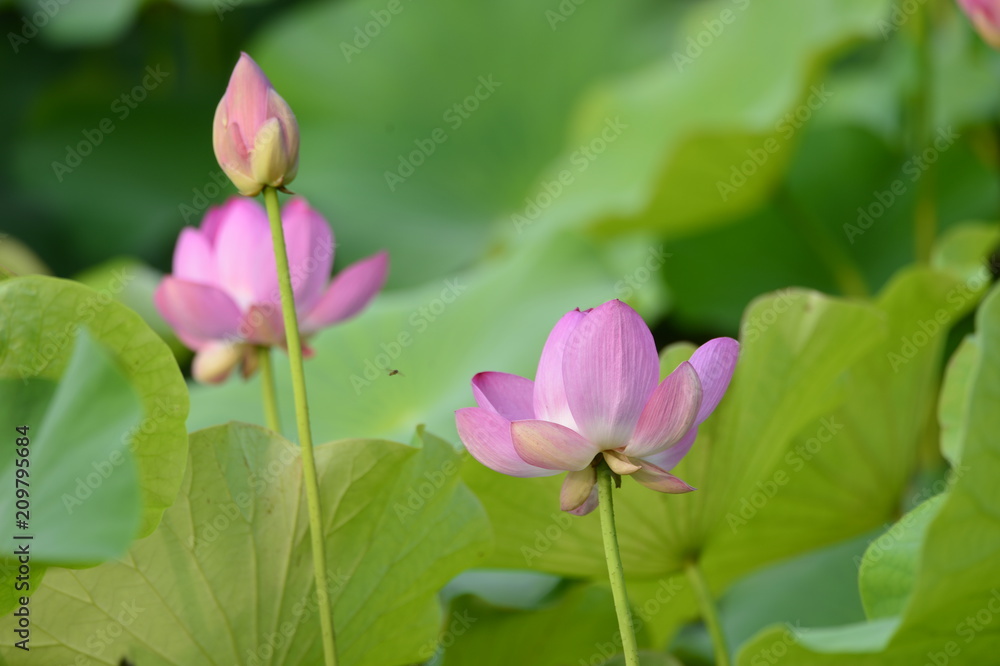 Blooming lotus flowers in the park