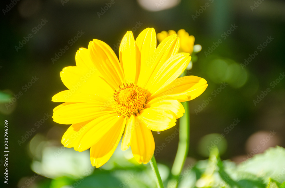 Beautiful yellow flower Beautiful yellow flower