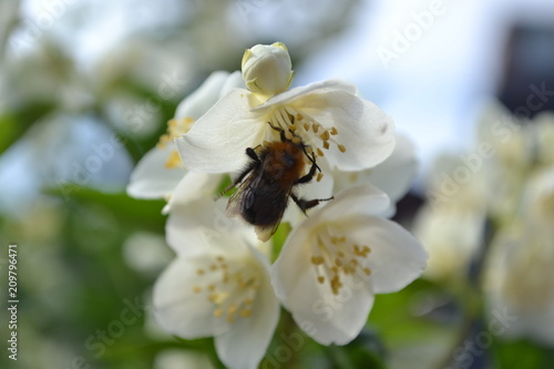 The bumblebee on white flower