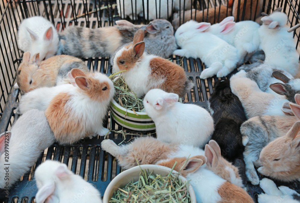 Rabbits in cage for sale at thailand market. Stock Photo | Adobe Stock