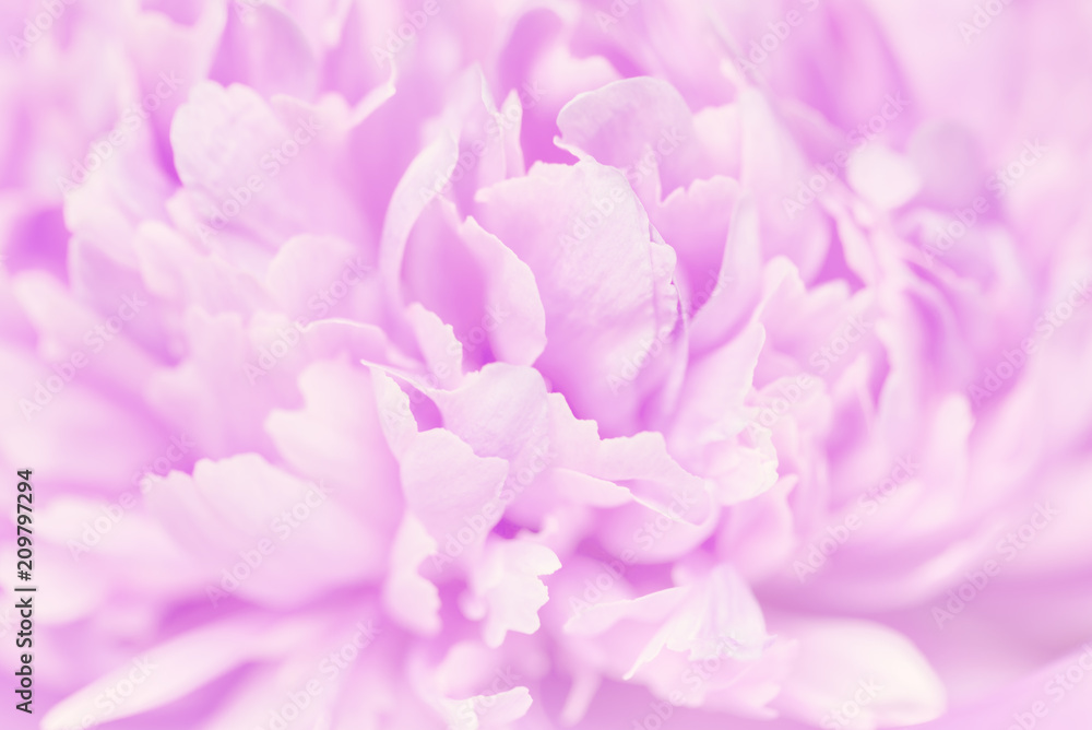 Pink petals with blurred focus