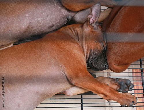 Sleeping puppies inside a cage on display for sale. 