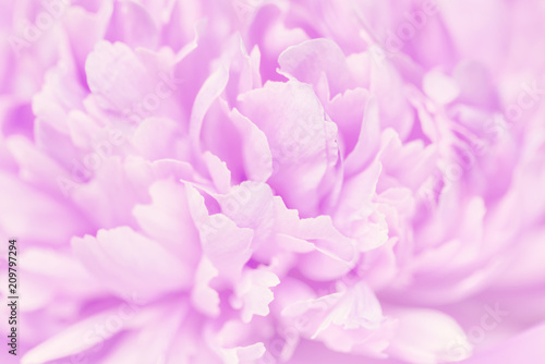 Pink petals with blurred focus