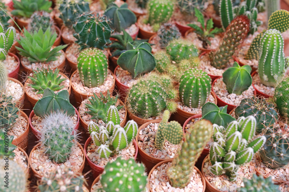 Fototapeta premium Group of cactus in greenhouse growing.