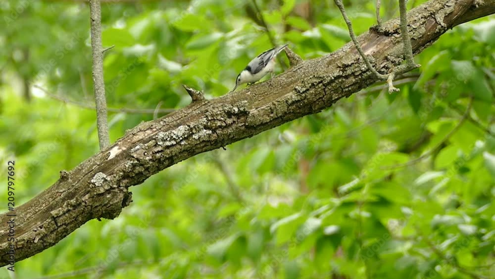 White-Breasted Nuthatch bird with prey in mouth moving on branch White-Breasted Nuthatch bird with prey in mouth moving on branch