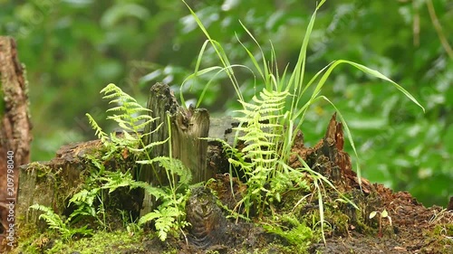 Beautiful wood stump full of life and a squirrel fleeing away photo