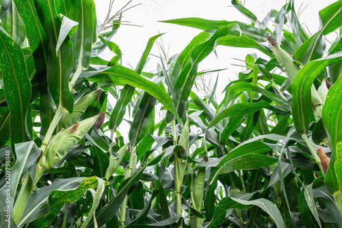 Green corn field in agricultural garden, pods corn on trunk