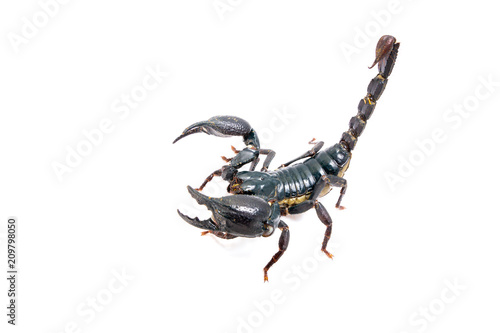 scorpion on white background. Giant forest scorpion species found in tropical and subtropical areas in Asia.