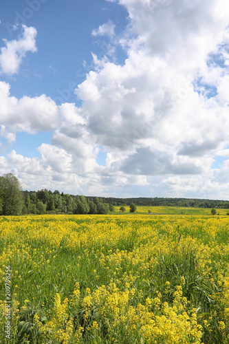 Landscape is summer. Green trees and grass in a countryside land