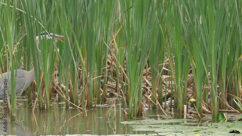 Heron advancing quietly in grassy swamp and catching fish Heron advancing quietly in grassy swamp and catching fish