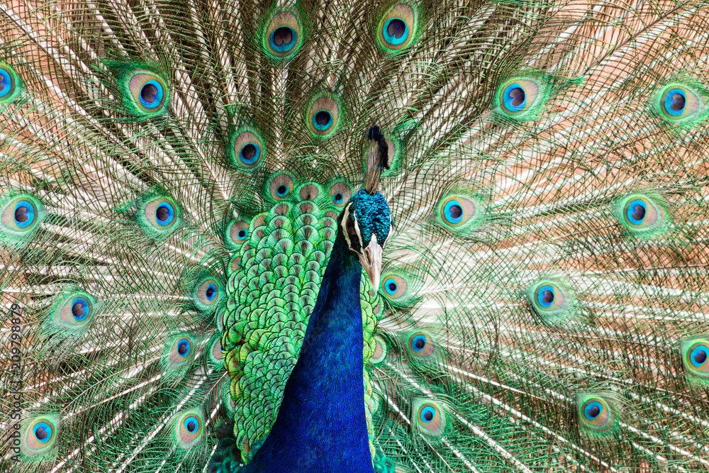 Obraz premium Peacock Peacocking