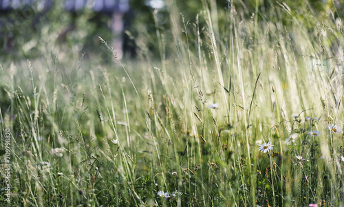 Landscape is summer. Green trees and grass in a countryside land