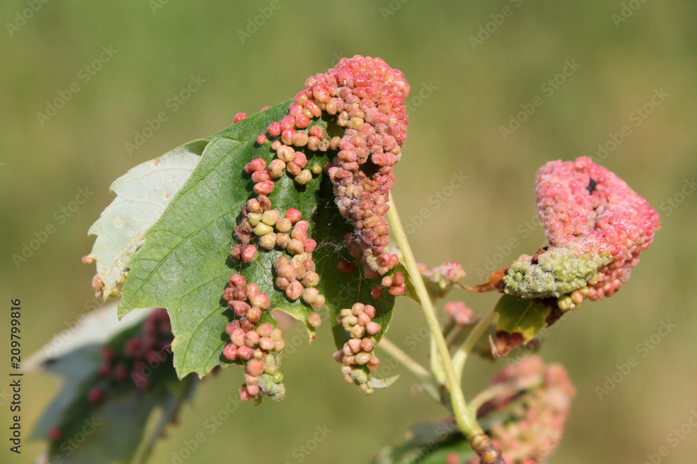 Gall caused by maple bladder-gall mite or Vasates quadripedes on Silver Maple (Acer saccharinum) leaf Gall caused by maple bladder-gall mite or Vasates quadripedes on Silver Maple (Acer saccharinum) leaf