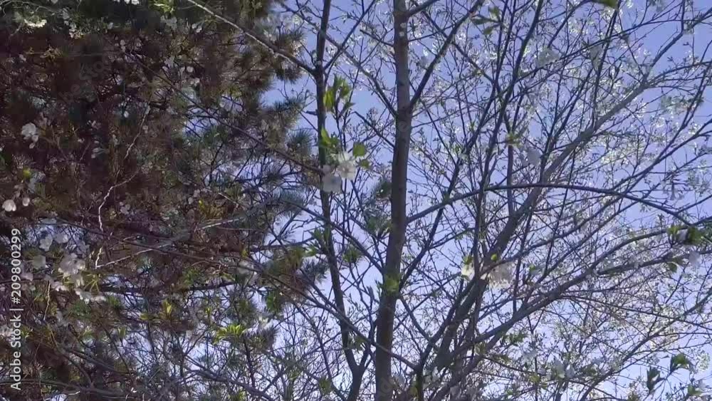 Cherry blossom tree sprouted with white flowers in spring season (Ontario,Toronto) Cherry blossom tree sprouted with white flowers in spring season (Ontario,Toronto)