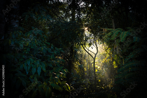 Sunbeam through the forest