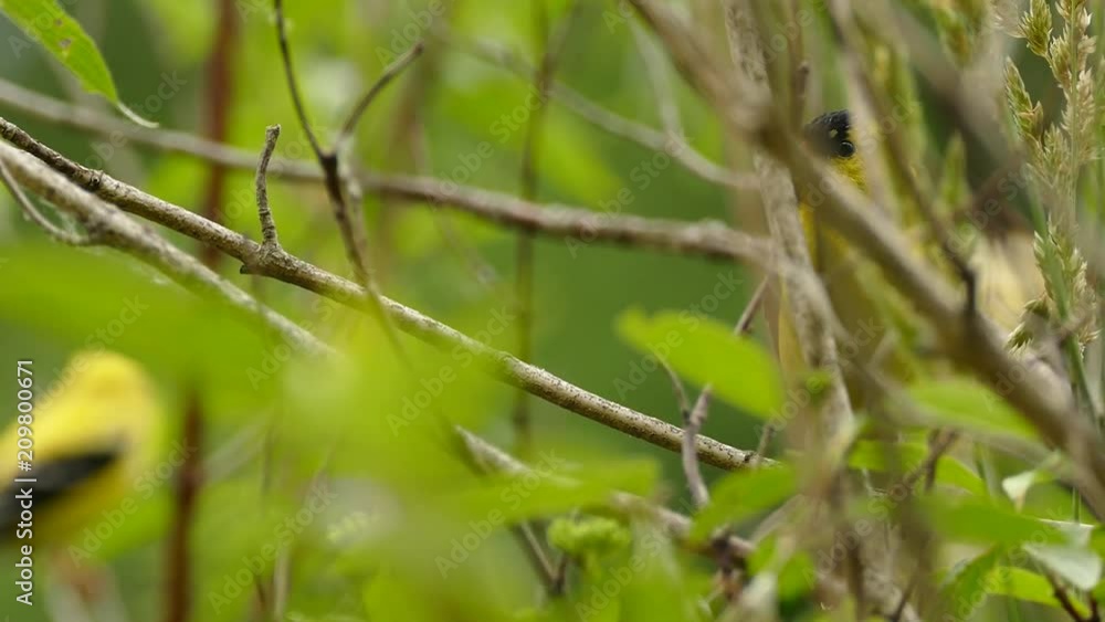 American Goldfinch on focus and another blurry in the background American Goldfinch on focus and another blurry in the background