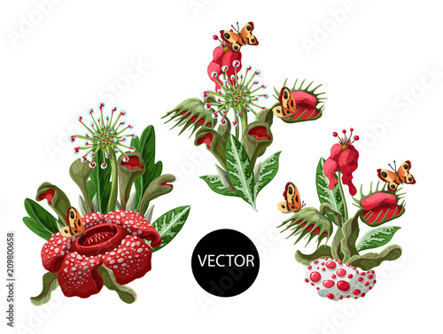 Plant predators such as Venus flycatcher, sundew and others. Unique flowers botanical illustration.
