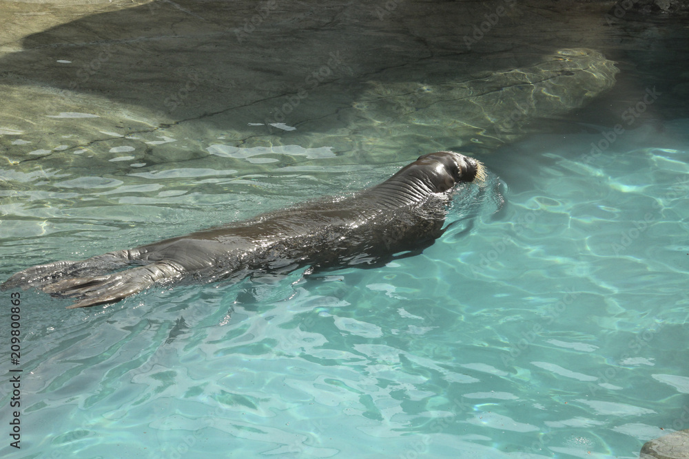 Obraz premium Morning Swim