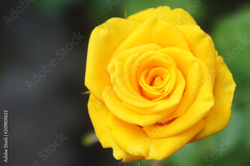 wild yellow rose closeup photograph