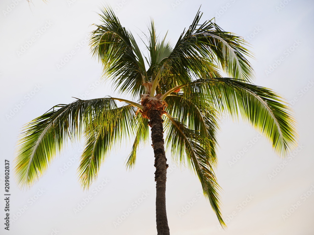 Green palm tree close up