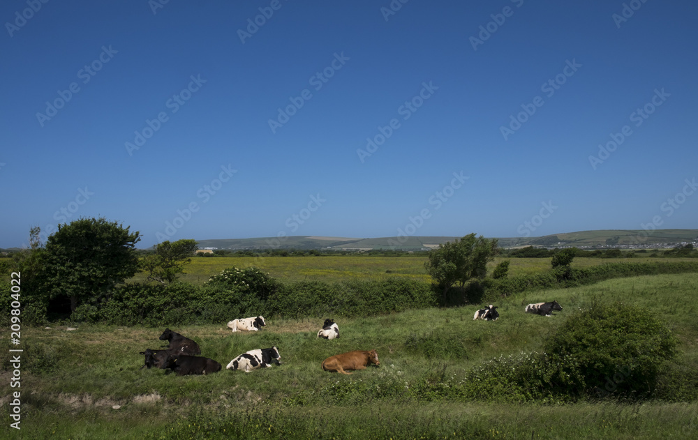 herd of cows in meadow in sunny landscape and rural views braunton, devon, north, british, united, kingdom herd of cows in meadow in sunny landscape and rural views braunton, devon, north, british, united, kingdom