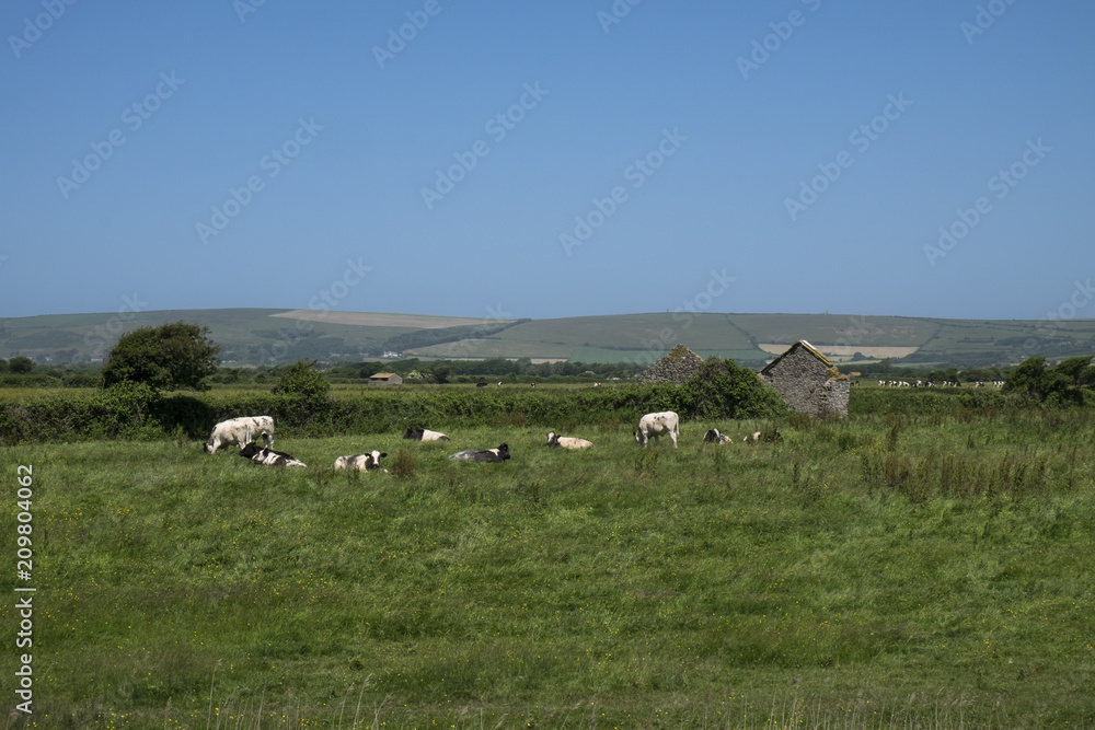 herd of cows in meadow in sunny landscape and rural views braunton, devon, north, british, united, kingdom