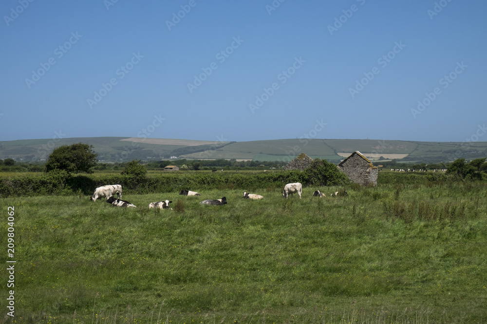 Fototapeta premium herd of cows in meadow in sunny landscape and rural views braunton, devon, north, british, united, kingdom