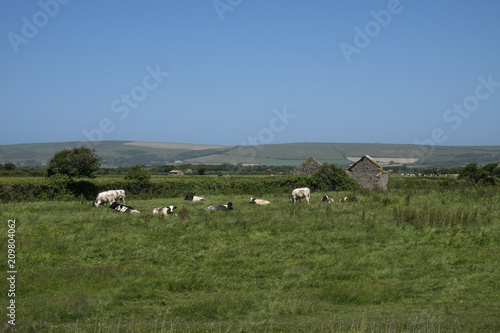 herd of cows in meadow in sunny landscape and rural views braunton, devon, north, british, united, kingdom © Snapvision