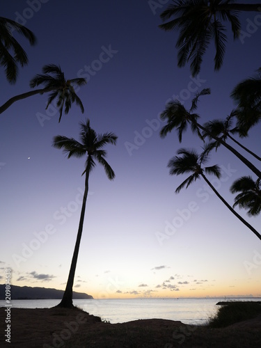 Hawai   i blue hour palm tree silhouette at the beach