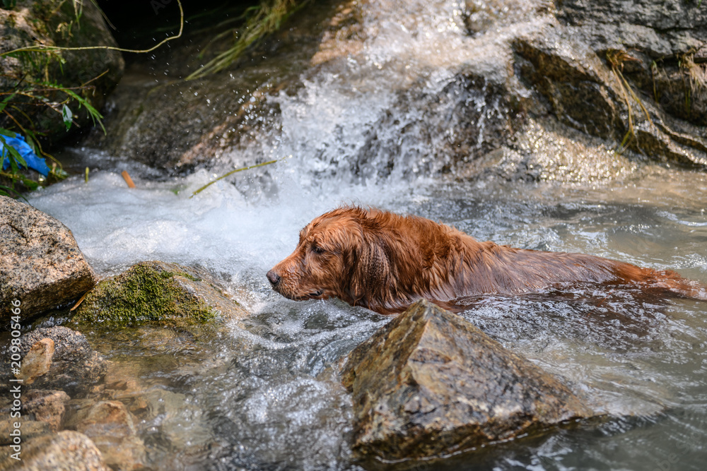 Golden retriever playing with water in the creek Golden retriever playing with water in the creek