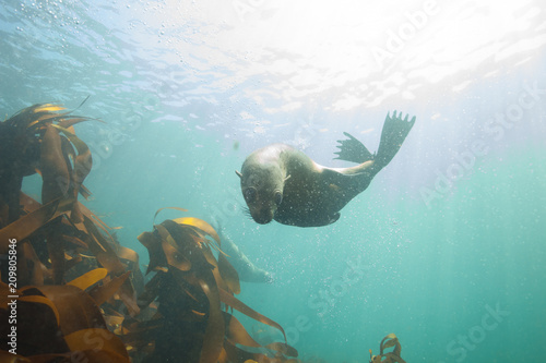 Cute seal sea lion underwater encounter in South Africa photo