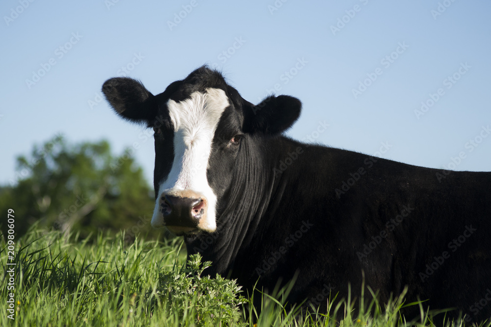 Black Cow Laying Down