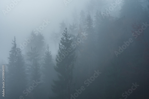 forrest in fog © Petar Beck