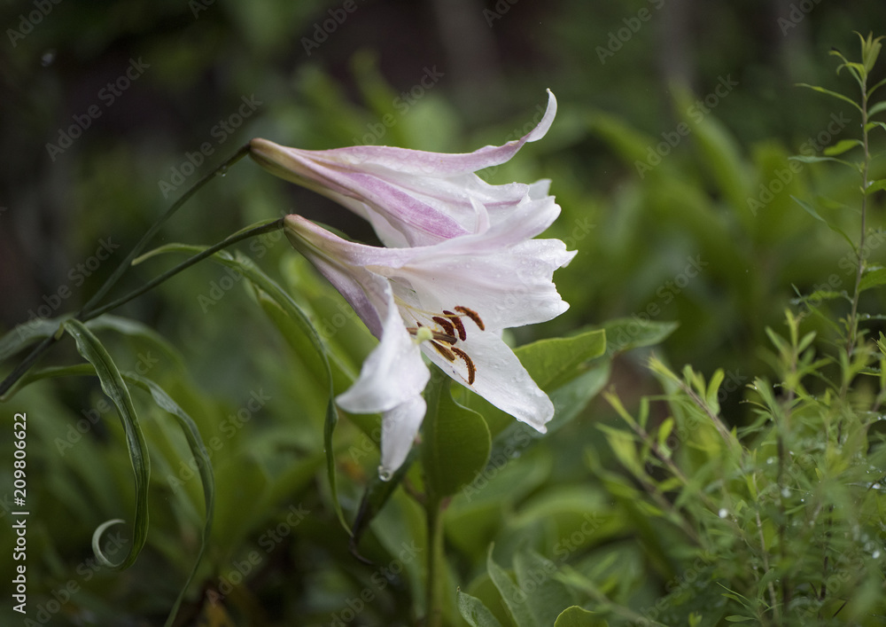 Obraz premium ささゆり