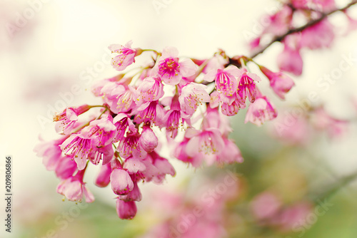 Pink cherry blossom in Chiangmai, Thailand