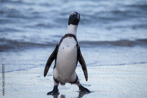 Cute wild penguin antics on the beach